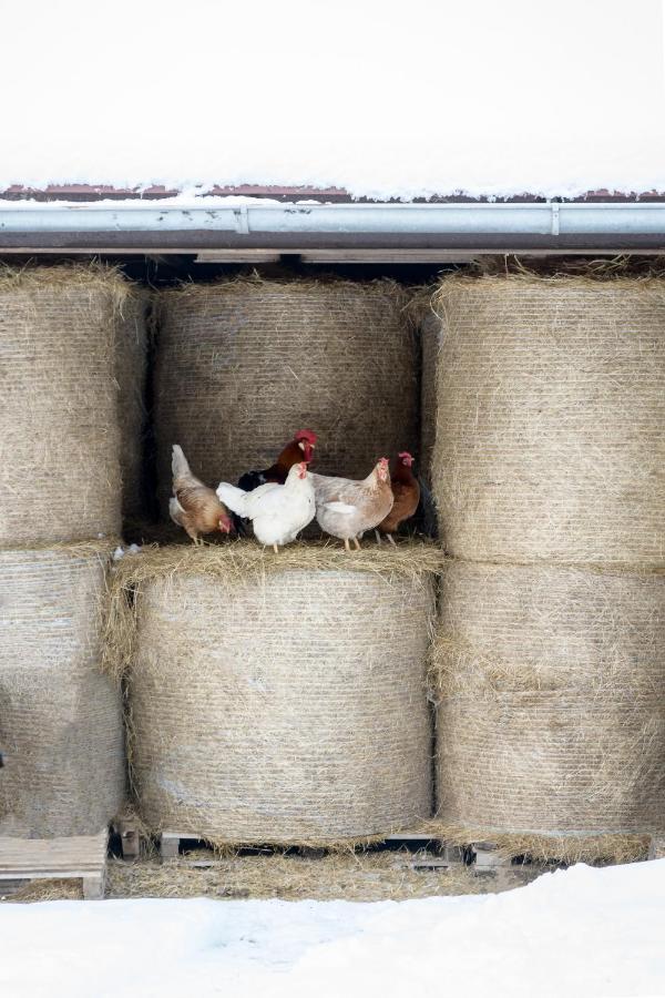 Вилла Agroturistika - "Domecek U Ovecek" Горни-Терлицко Экстерьер фото